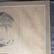 Gravure XIXème Anatomie Visage Femme ANGELO ZAFFONATO "Cinq Sens"