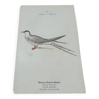 Gravure naturaliste ancienne planche botanique oiseaux 1908