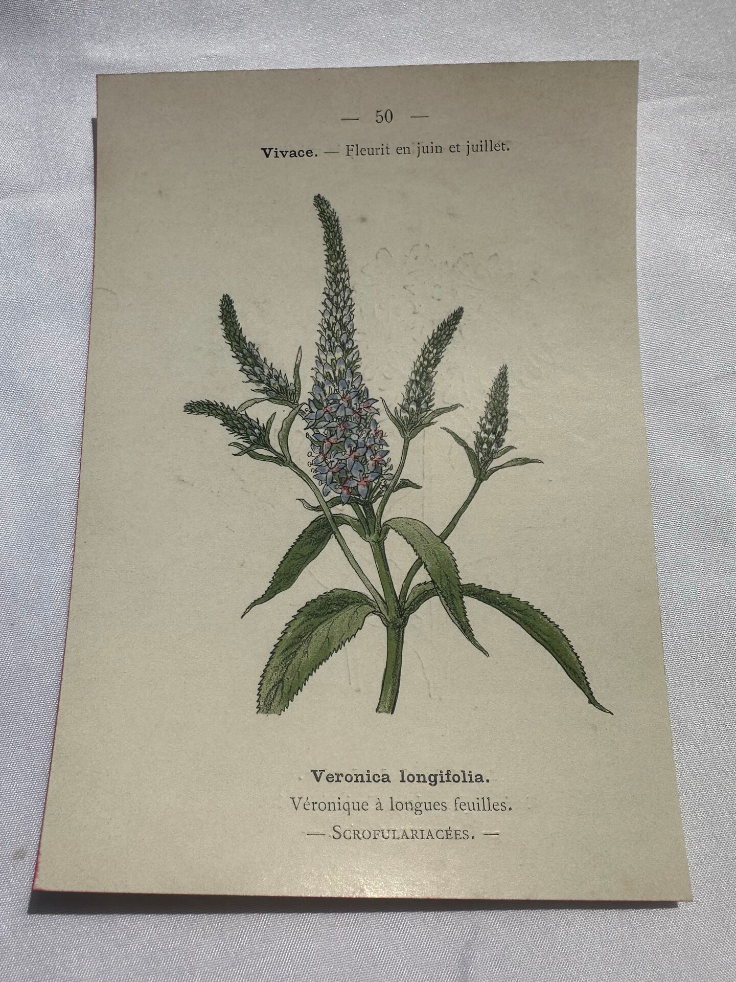 Botanical plate engraving flower 1800 double-sided coloured