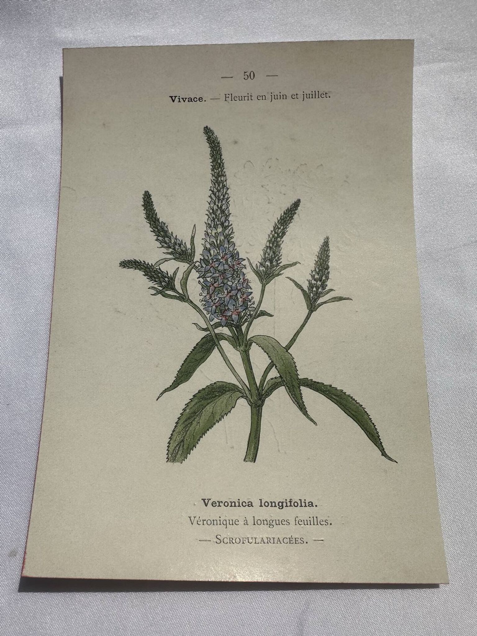 Planche botanique, gravure fleur 1800
