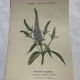 Botanical plate engraving flower 1800 double-sided coloured
