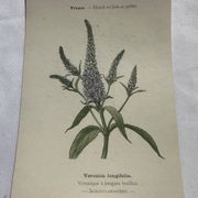 Planche botanique, gravure fleur 1800