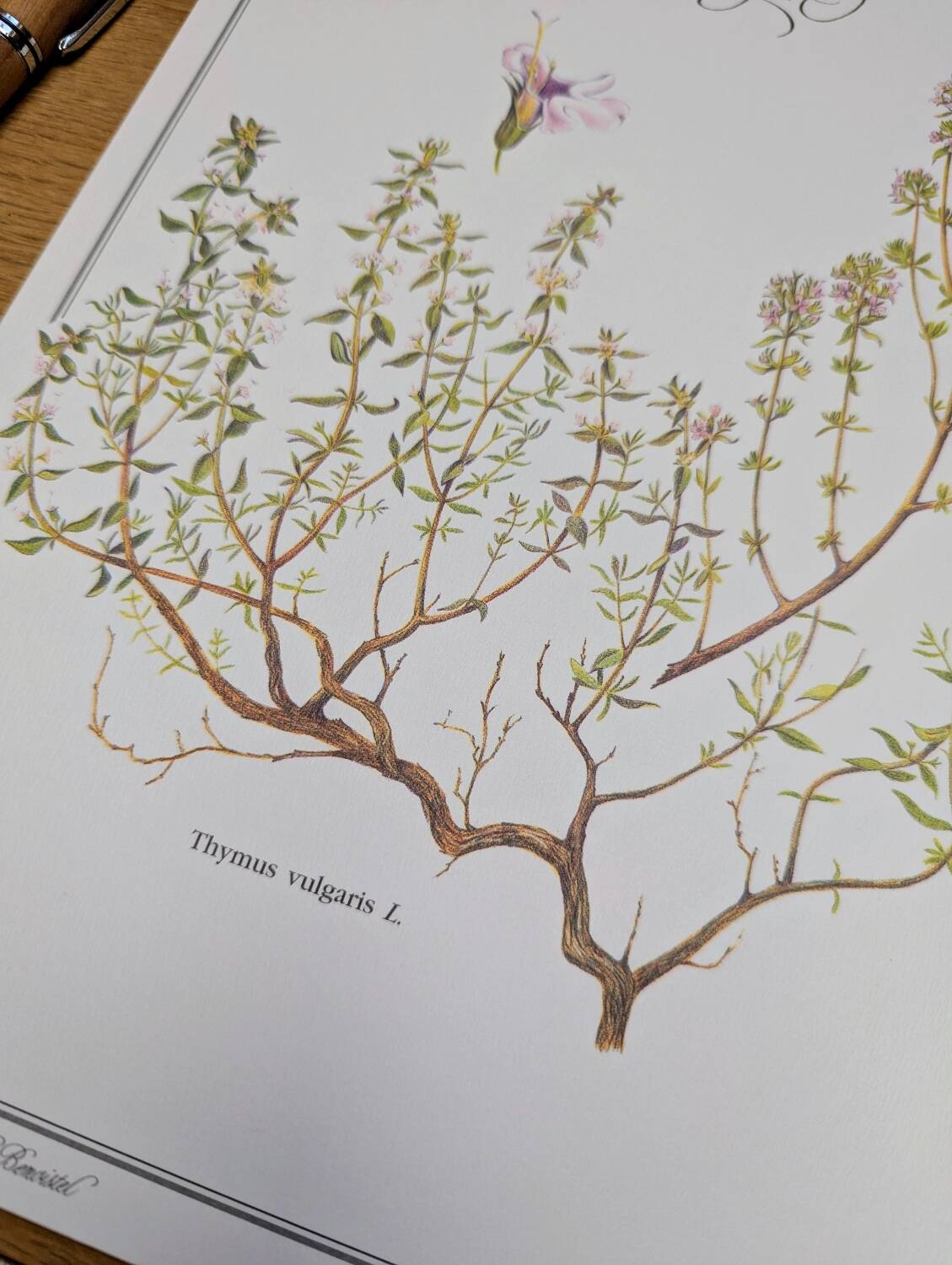 Printed in 1995, the Thyme. Vintage Botany.