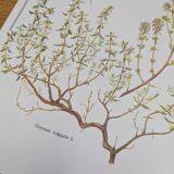 Printed in 1995, the Thyme. Vintage Botany.