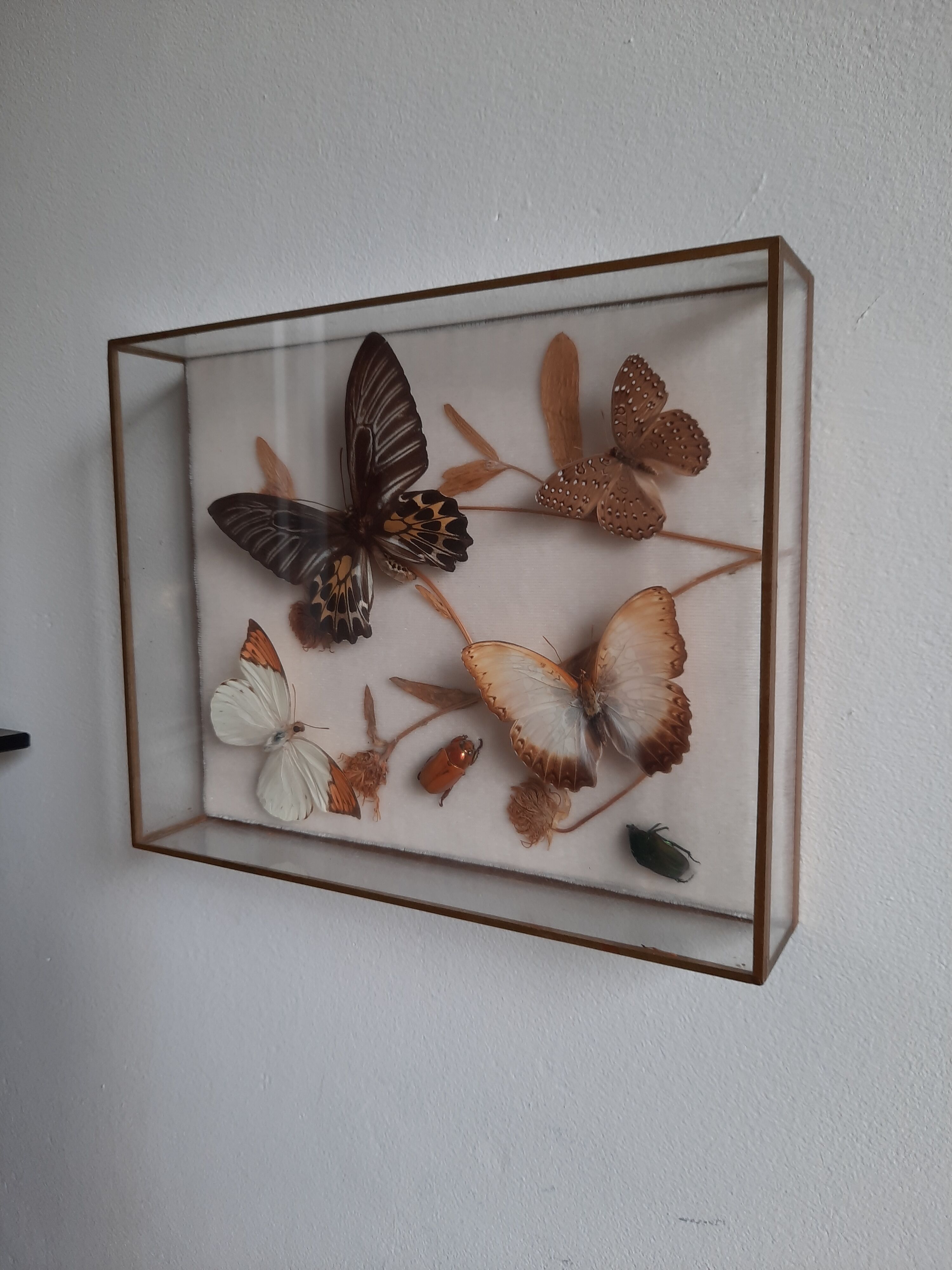 Butterflies on display