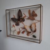 Butterflies on display