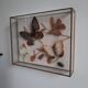 Papillons en  vitrine