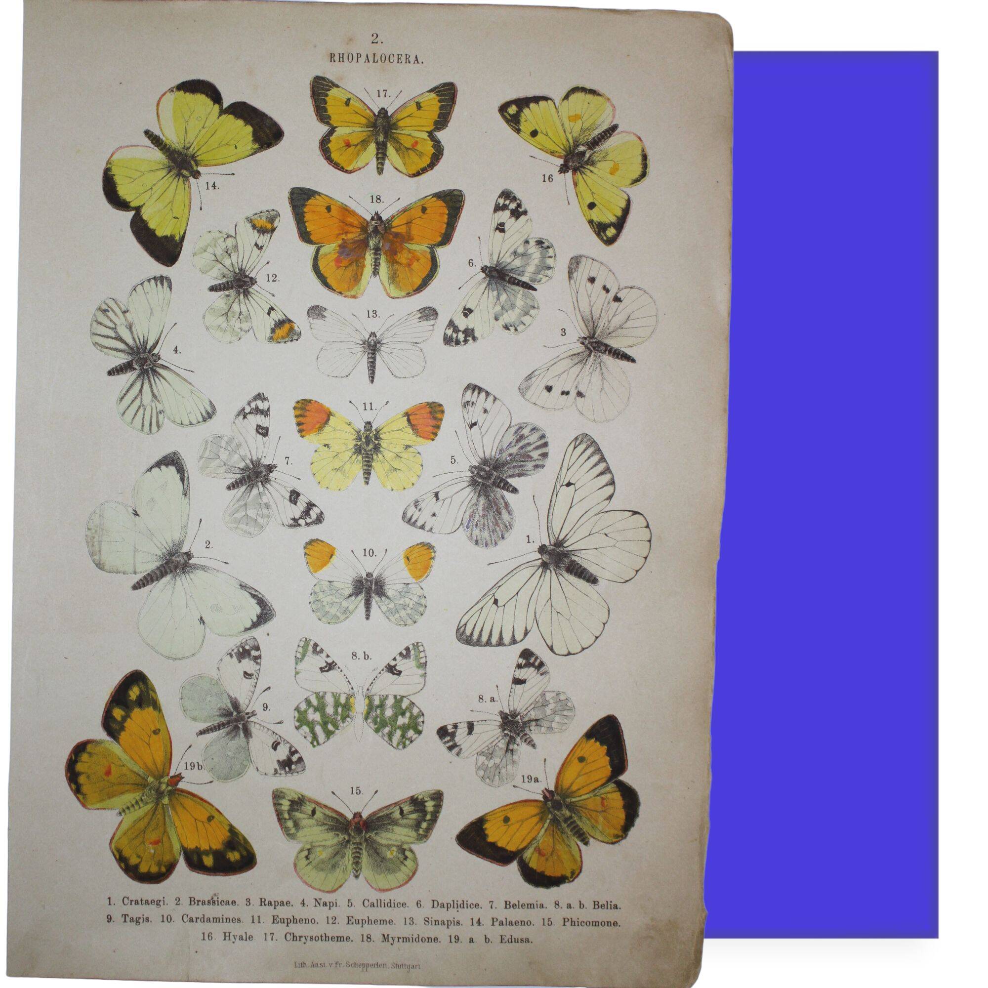 Crataegi butterflies, illustration from 1887 antique print, lepidoptere original insect plate