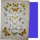 Crataegi butterflies, illustration from 1887 antique print, lepidoptere original insect plate