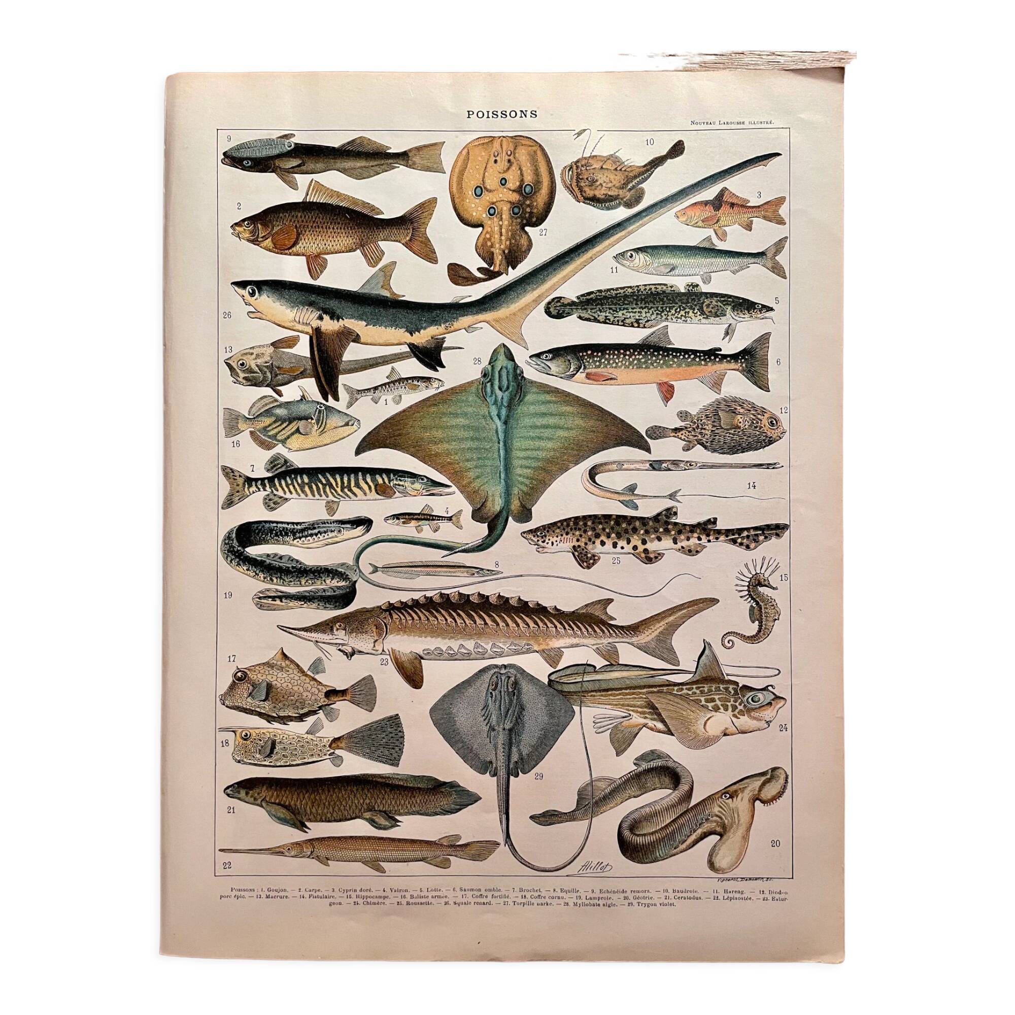 Lithograph on fish (stud) - 1900