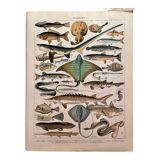 Lithograph on fish (stud) - 1900