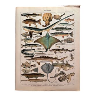 Lithographie sur les poissons (goujon) - 1900