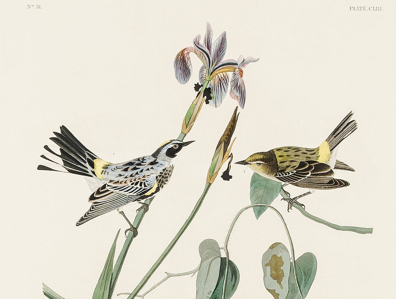Poster of the Yellow-rumped Warbler, after an old engraving