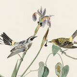 Poster of the Yellow-rumped Warbler, after an old engraving