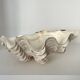 Authentic vintage giant bivalve shell, tridacna gigas shell.