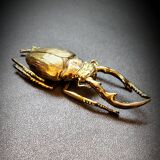 Bronze beetle