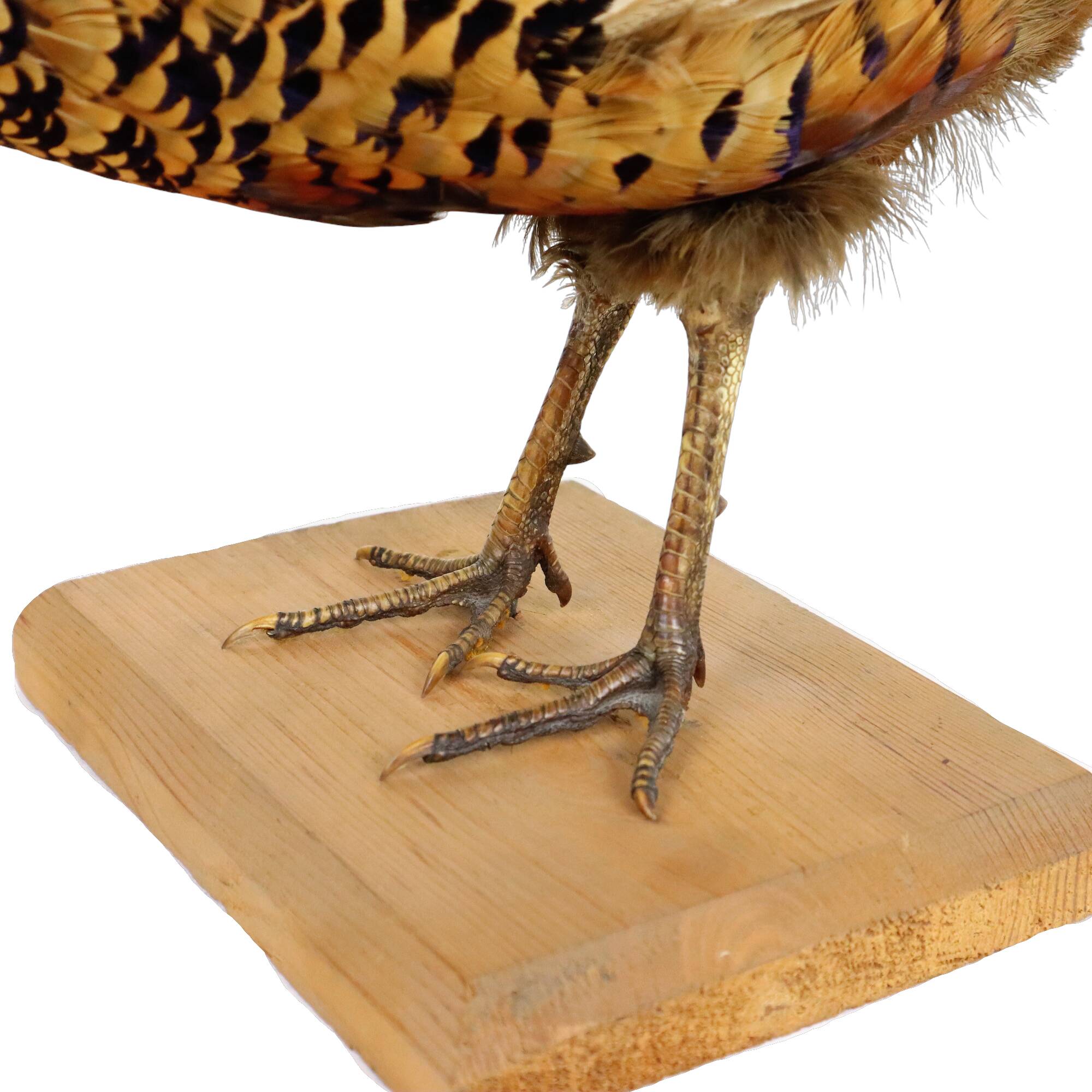 Mounted ringneck pheasant on wooden plank taxidermy