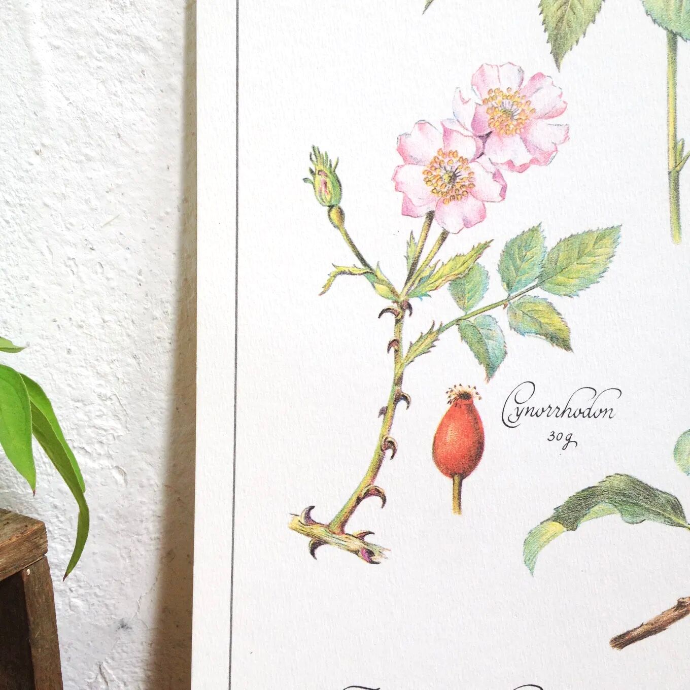 Botanical plank herbal tea against the flu