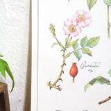 Botanical plank herbal tea against the flu