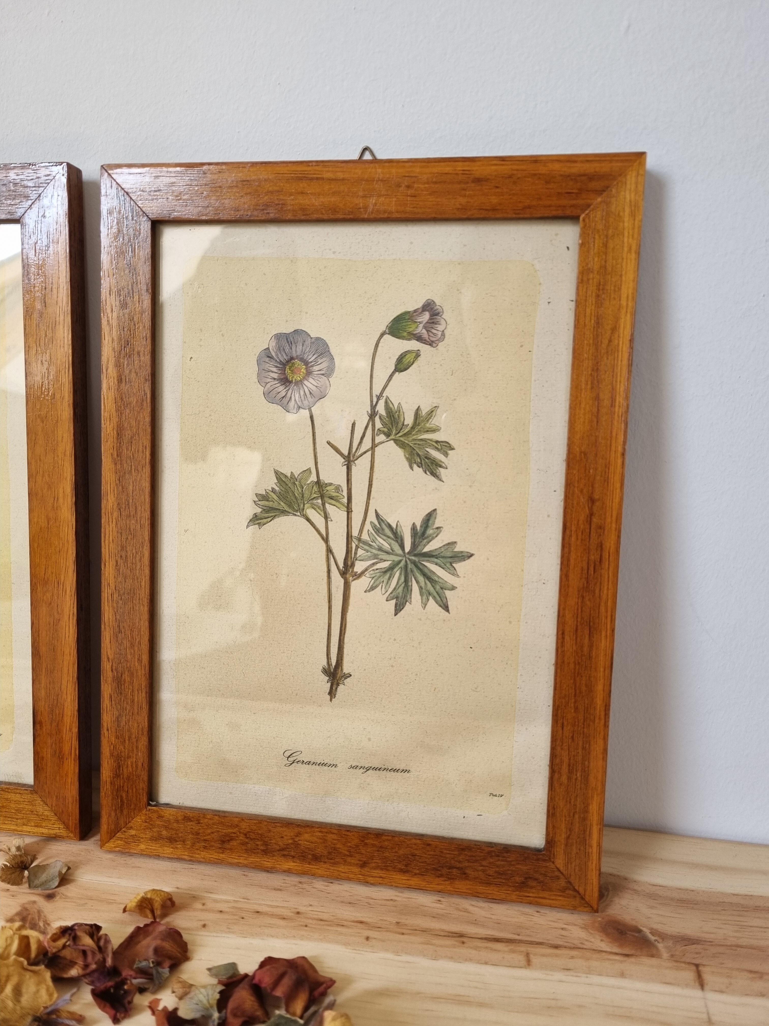 Pair of vintage frames watercolors flowers