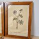 Paire de cadres vintage aquarelles fleurs