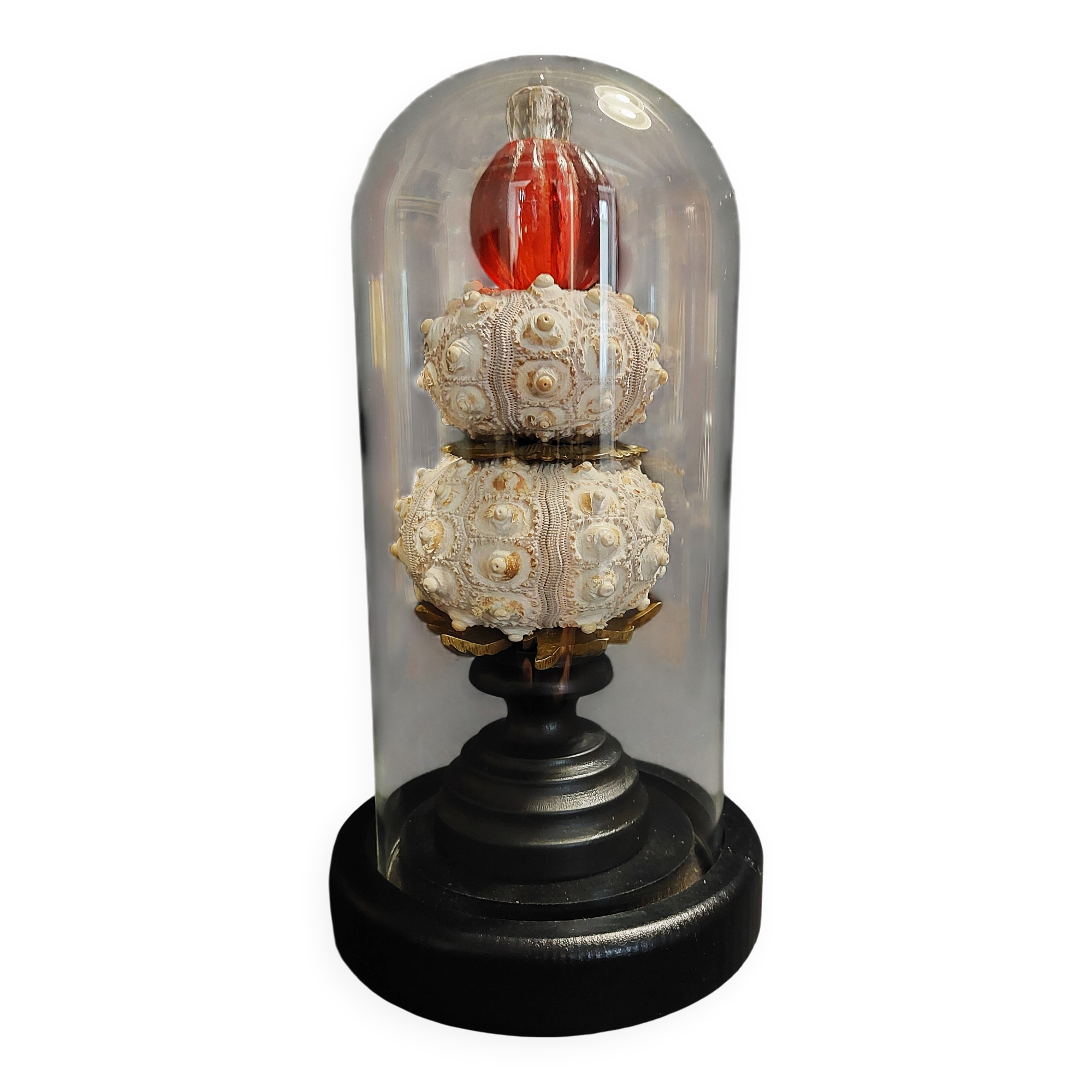 Cabinet of Curiosities globe with sea urchins phyllacanthus imperialis