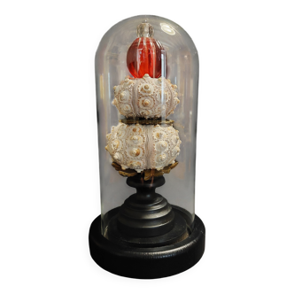 Cabinet de Curiosités globe aux oursins phyllacanthus imperialis