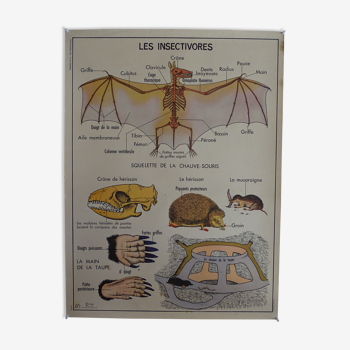 Affiche scolaire recto verso anatomie les insectivores et le lapin . MDI.1964