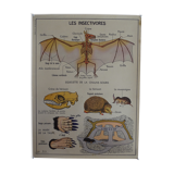 School poster on both sides anatomy insectivores and rabbit. MDI.1964