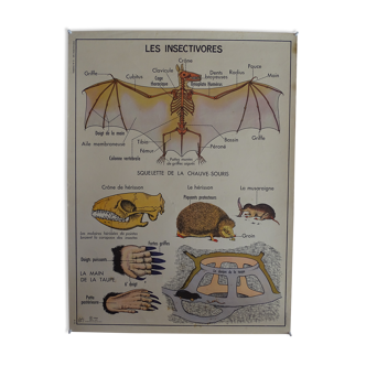 Affiche scolaire recto verso anatomie les insectivores et le lapin . MDI.1964