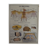 School poster on both sides anatomy insectivores and rabbit. MDI.1964