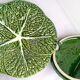 Dabbling cabbage leaf soup bowl