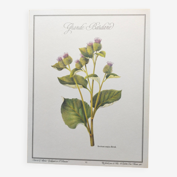 Botanical illustration -Great Burdock- Board of medicinal and wild plants
