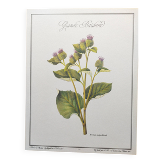 Botanical illustration -Great Burdock- Board of medicinal and wild plants