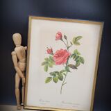 Lithograph Turbiné rose without thorns frame