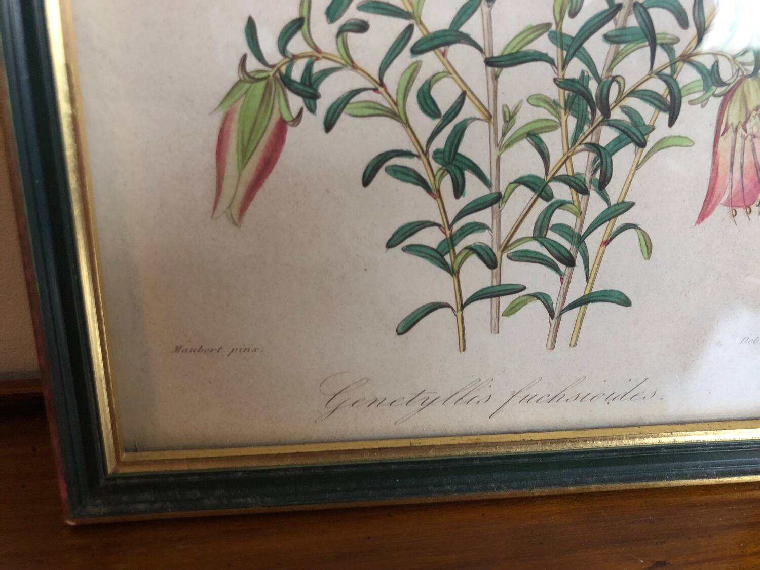 Vintage botanical illustration