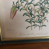 Vintage botanical illustration