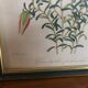 Vintage botanical illustration