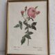 Illustration botanique rosier du Bengale 39 x 30 cm