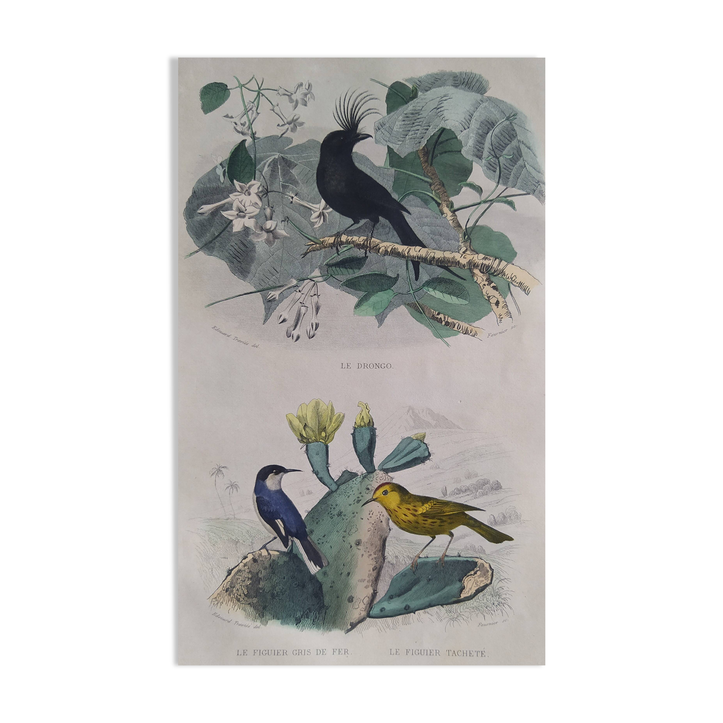 Ornithological Plate Buffon 1838 "Drongo, Iron Gray Fig, Spotted Fig"