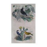 Ornithological Plate Buffon 1838 "Drongo, Iron Gray Fig, Spotted Fig"