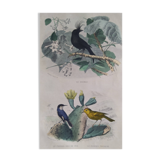 Ornithological Plate Buffon 1838 "Drongo, Iron Gray Fig, Spotted Fig"