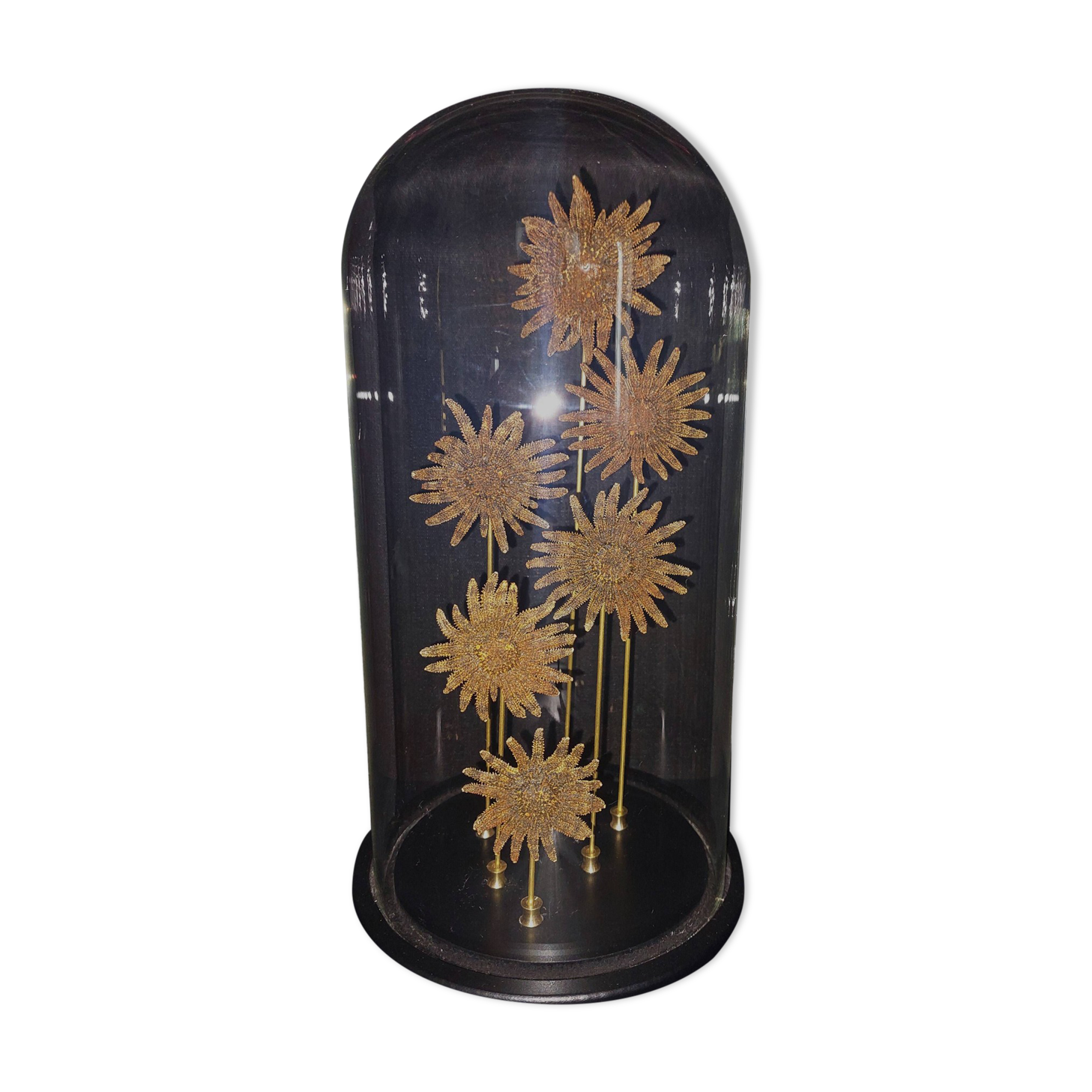Cabinet of Curiosities globe with starfish heliaster kubiniji