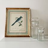 Bird setting