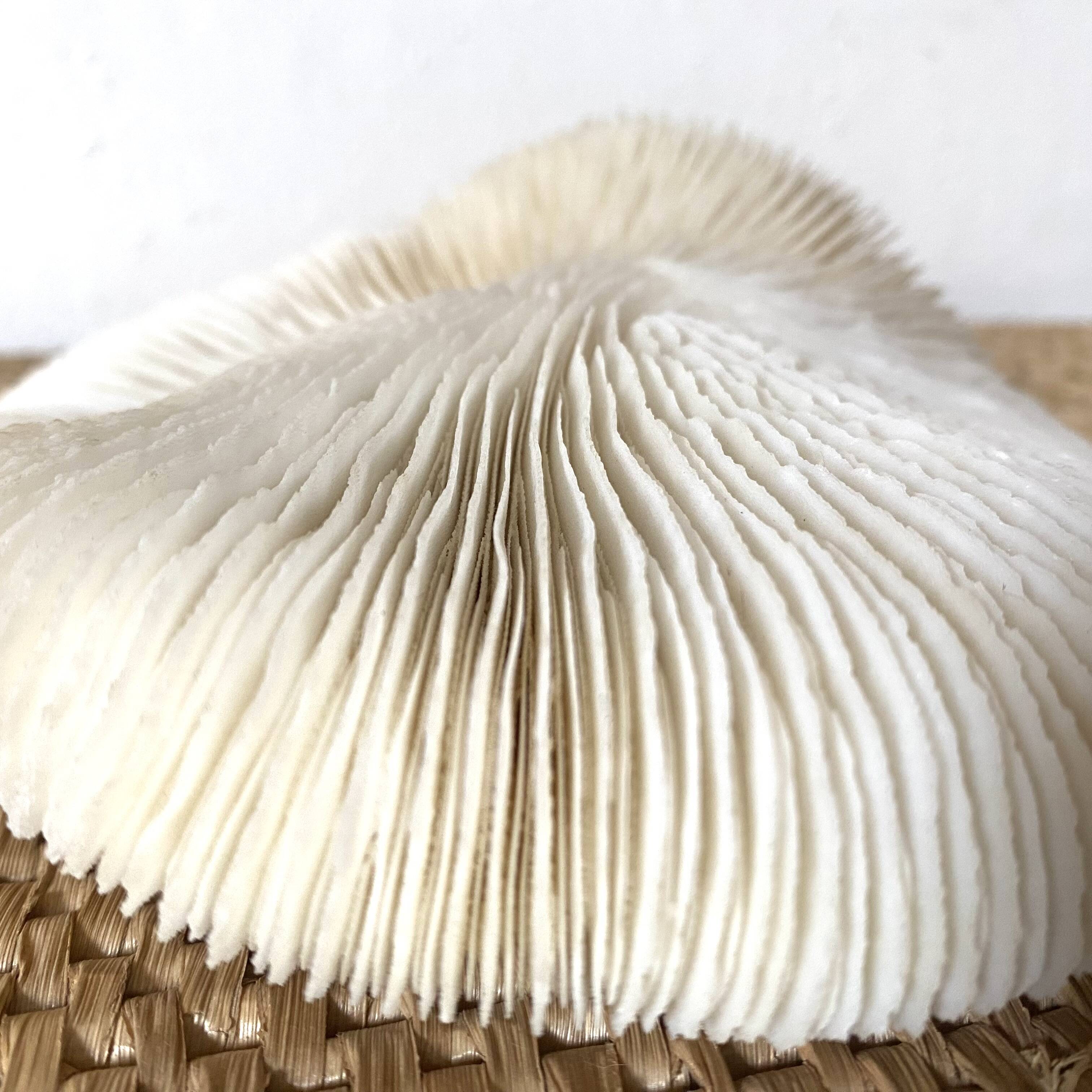 White Coral Fungia 70s