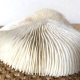 White Coral Fungia 70s