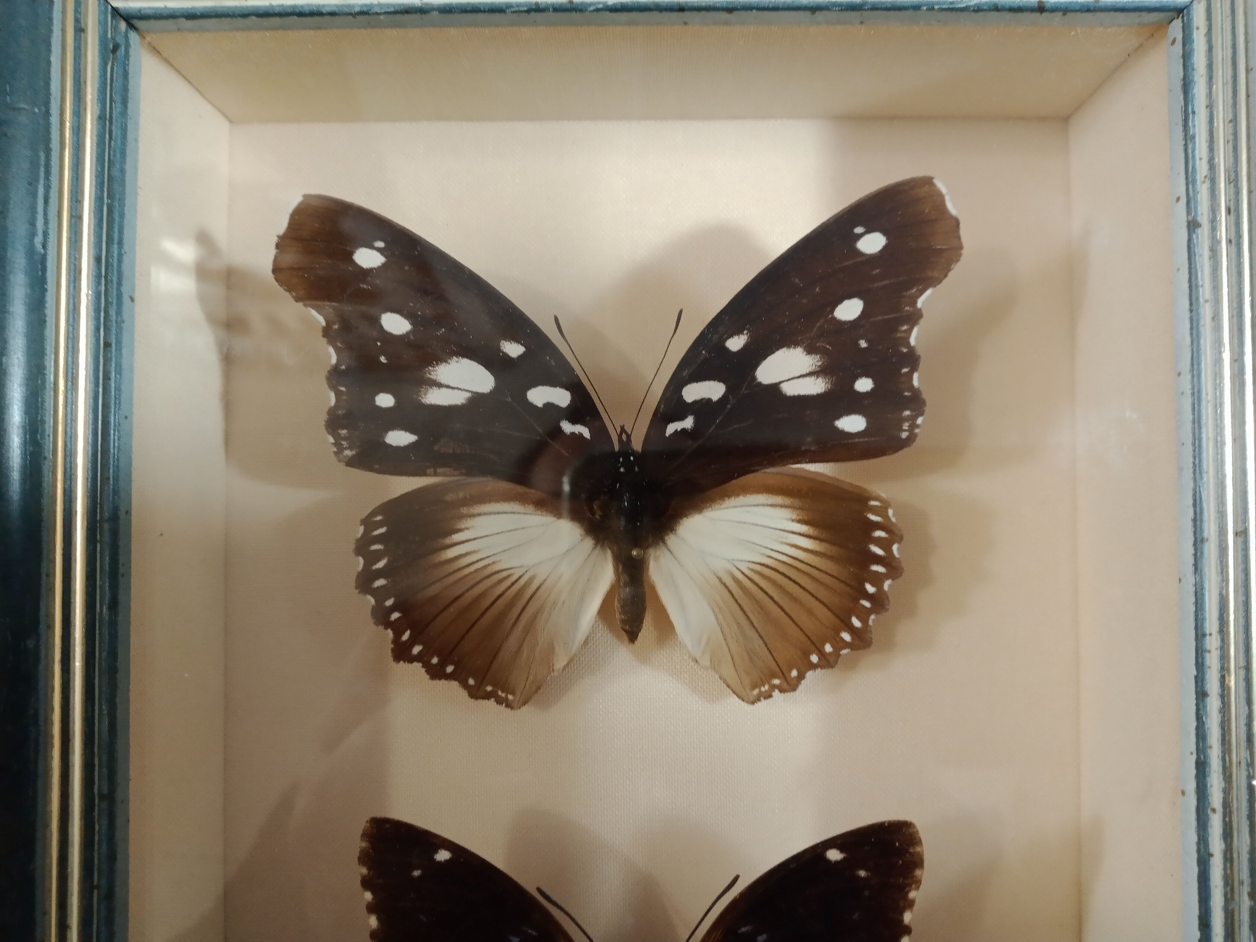 Lot of three Nymphalidae butterflies