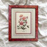 Vintage botanical lithograph
