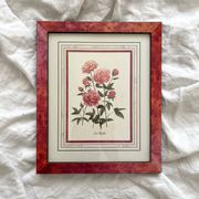 Lithographie botanique vintage