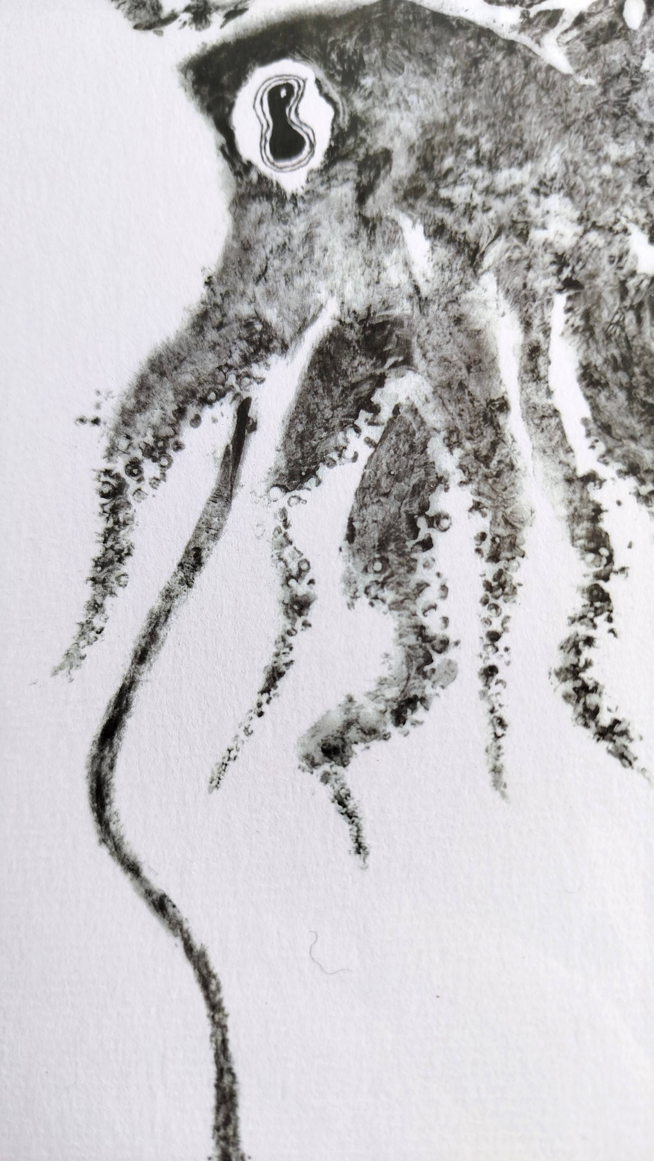 Impression d'art encadrée, "Gyotaku d'une seiche"